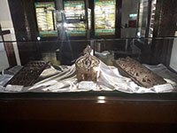 Bongkah kayu / Buah Buton