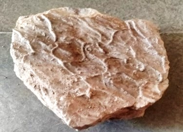 Megagrapton.isp Fossil