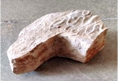 Cosmoraphe.isp Fossil